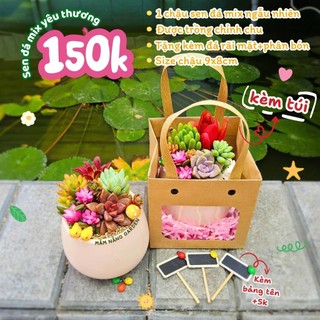 [Full Combo] Chậu Sen Đá Mix Yêu Thương Kèm Túi Quà – Quà Tặng Ý Nghĩa – MẦM NẮNG GARDEN