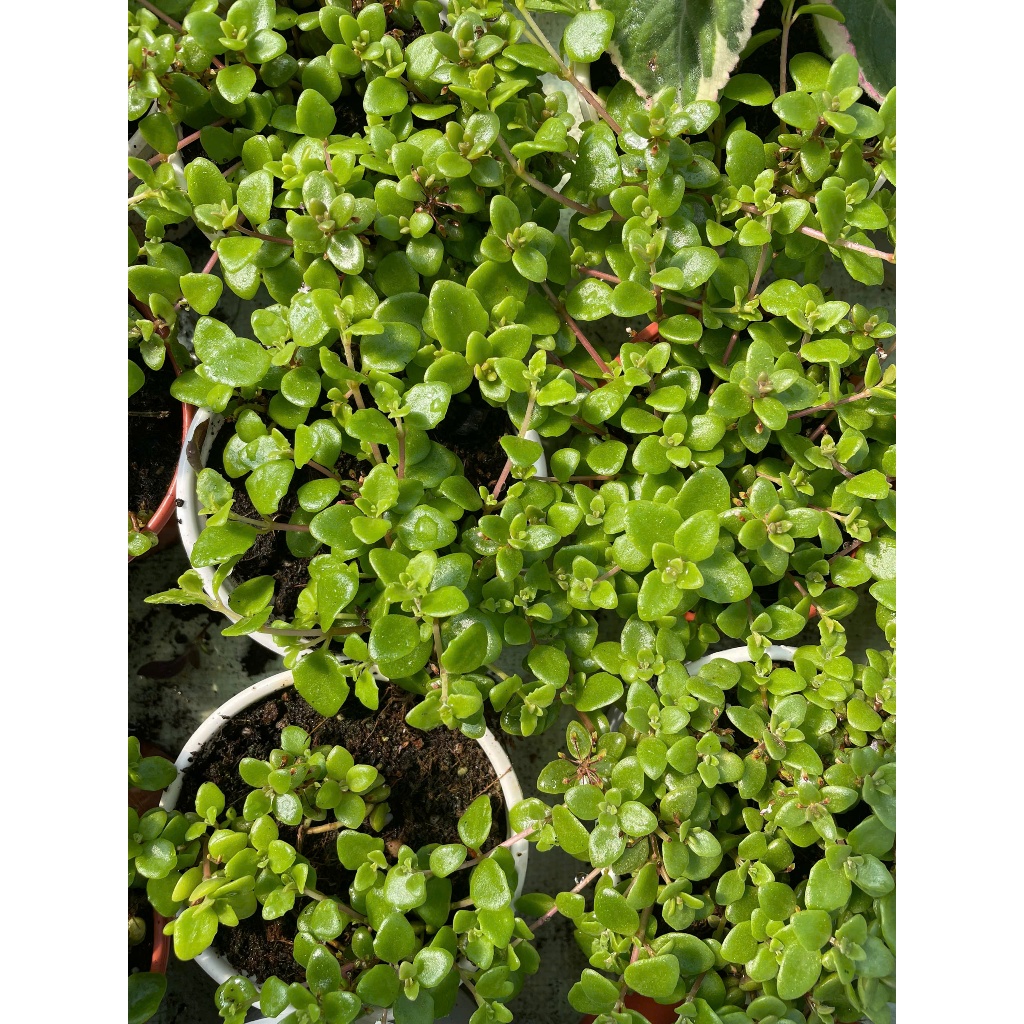 Cây vảy rồng size 10cm LINHDAN GARDEN