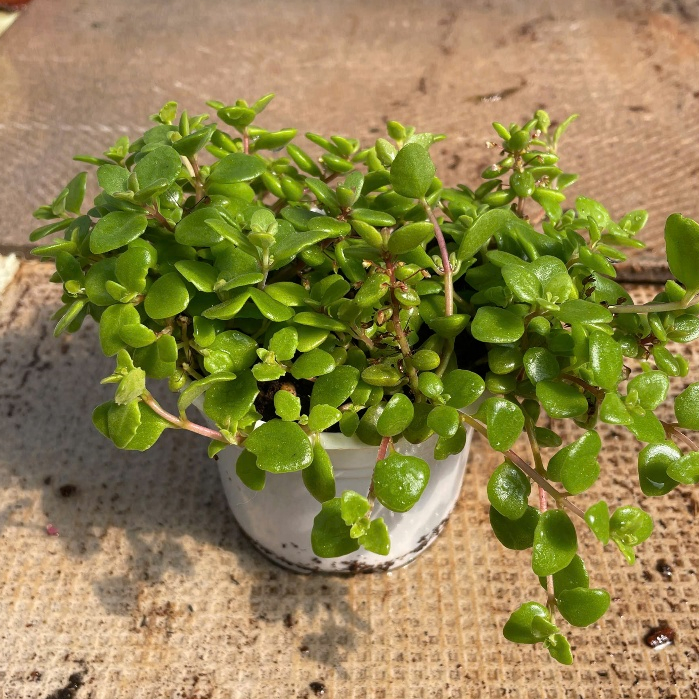 Cây vảy rồng size 10cm LINHDAN GARDEN