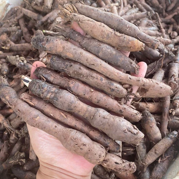 1kg Sâm Tiên Mao Tươi, Sâm Cau Đen Đỉnh Cao Phái Mạnh