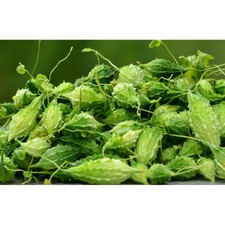 Combo 5 bầu cây giống khổ qua rừng, bầu 2 dây