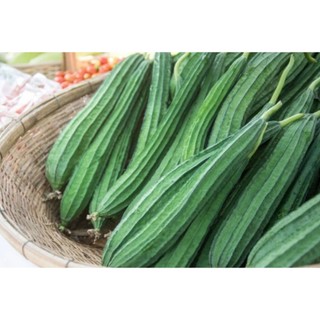 Cây giống mướp khía, bầu 2 dây