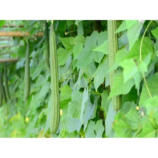 Cây giống mướp khía, bầu 2 dây