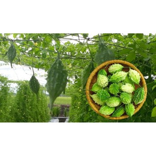 Cây giống khổ qua rừng ( mướp đắng rừng), bầu 2 dây