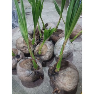 Cây giống dừa dứa- dừa xiêm dứa Thái Lan