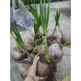 Cây giống dừa dứa- dừa xiêm dứa Thái Lan
