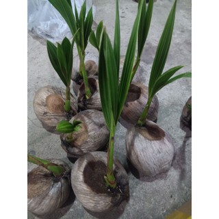 Cây giống dừa dứa- dừa xiêm dứa Thái Lan