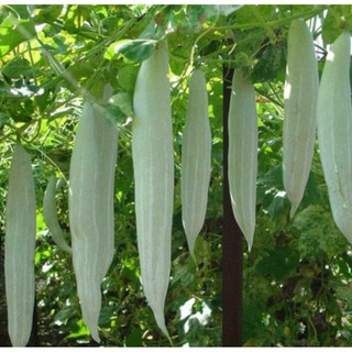 Combo 5 bầu cây giống mướp trắng ( lặc lày) , bầu 2 dây