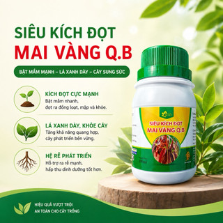 Siêu kích đọt mai vàng Q.B - Siêu vọt đọt, đọt khoẻ tươi tốt. Bón lá dày và xanh