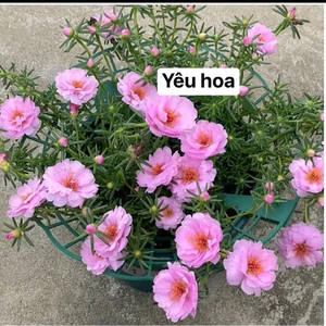 Combo giá đỡ hoa , dâu tây hình tròn