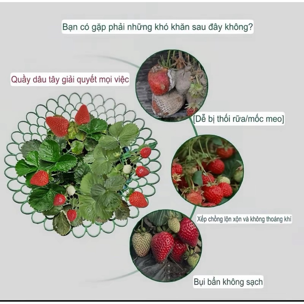 Combo giá đỡ hoa , dâu tây hình tròn