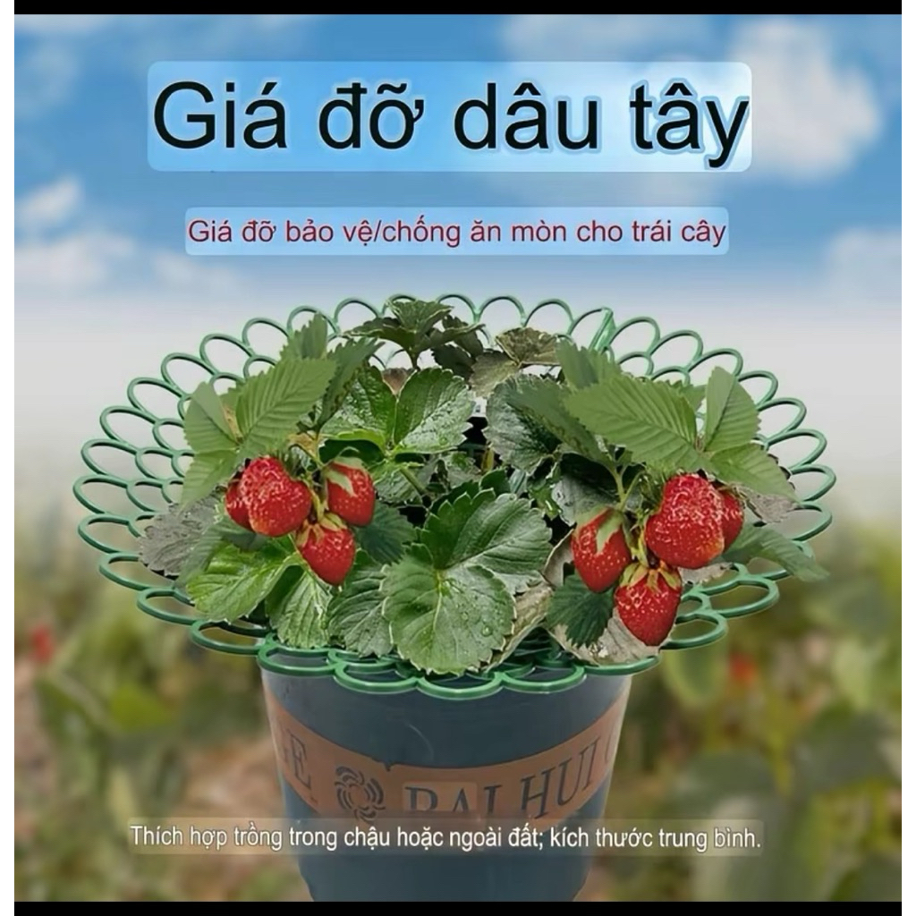 Combo giá đỡ hoa , dâu tây hình tròn