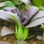 Hạt Giống Cải Thìa Tím Purple, Rau Ăn Lá Rạng Đông gói 2gr, Hạt Nảy Mầm Nhanh, Mạnh