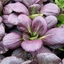 Hạt Giống Cải Thìa Tím Purple, Rau Ăn Lá Rạng Đông gói 2gr, Hạt Nảy Mầm Nhanh, Mạnh