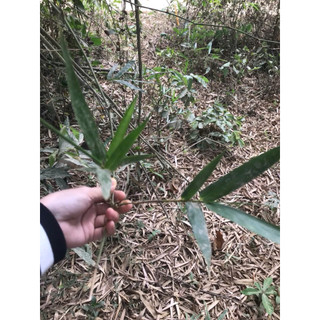 Lá tre gai tươi