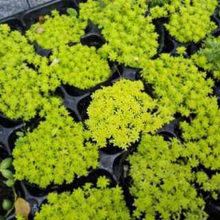 Sen Đá Sedum Dạ Quang (Size Bầu 6-7cm) – Cây Khỏe, Sắc Xanh Neon – MẦM NẮNG GARDEN lỗi 1 đổi 1