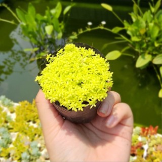 Sen Đá Sedum Dạ Quang (Size Bầu 6-7cm) – Cây Khỏe, Sắc Xanh Neon – MẦM NẮNG GARDEN lỗi 1 đổi 1