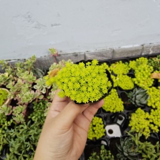 Sen Đá Sedum Dạ Quang (Size Bầu 6-7cm) – Cây Khỏe, Sắc Xanh Neon – MẦM NẮNG GARDEN lỗi 1 đổi 1