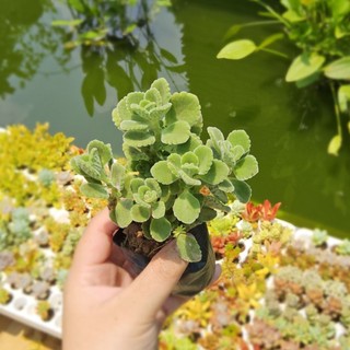 Sen Thơm (Nhất Mạt Hương) Cây Khỏe Đẹp Size Bầu 6-7cm – Mùi Thơm Dịu Nhẹ, Đuổi Muỗi – MẦM NẮNG GARDEN lỗi 1 đổi 1