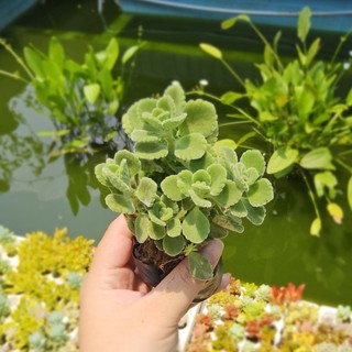 Sen Thơm (Nhất Mạt Hương) Cây Khỏe Đẹp Size Bầu 6-7cm – Mùi Thơm Dịu Nhẹ, Đuổi Muỗi – MẦM NẮNG GARDEN lỗi 1 đổi 1