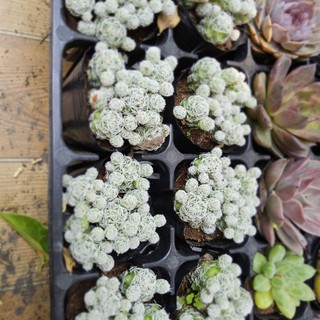 Xương Rồng Trứng Chim (Size Bầu 6-7cm) – Cây Khỏe Đẹp, Dễ Chăm Sóc – MẦM NẮNG GARDEN