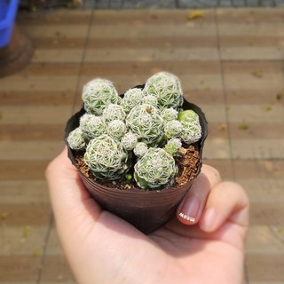 Xương Rồng Trứng Chim (Size Bầu 6-7cm) – Cây Khỏe Đẹp, Dễ Chăm Sóc – MẦM NẮNG GARDEN