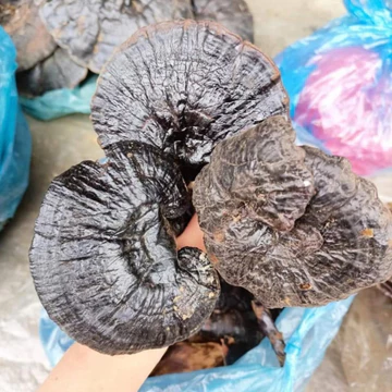 Nấm hắc chi, huyền chi sấy khô (500g, 1kg), nấm linh chi đen rừng tự nhiên Tây Bắc ngâm rượu, hãm trà