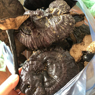 Nấm hắc chi, huyền chi sấy khô (500g, 1kg), nấm linh chi đen rừng tự nhiên Tây Bắc giúp tăng cường miễn dịch