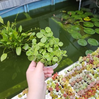 Sen Thơm (Nhất Mạt Hương) Size Lớn Đuổi Muỗi, Thư Giãn-Tán Rộng Xanh Mát, Hương Thơm Dịu Nhẹ  – MẦM NẮNG GARDEN
