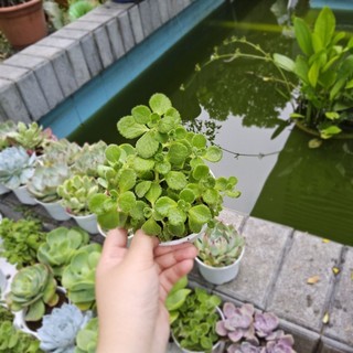 Sen Thơm (Nhất Mạt Hương) Size Lớn Đuổi Muỗi, Thư Giãn-Tán Rộng Xanh Mát, Hương Thơm Dịu Nhẹ  – MẦM NẮNG GARDEN