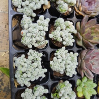 Xương Rồng Trứng Chim (Size Bầu 6-7cm) – Cây Khỏe Đẹp, Dễ Chăm Sóc – MẦM NẮNG GARDEN