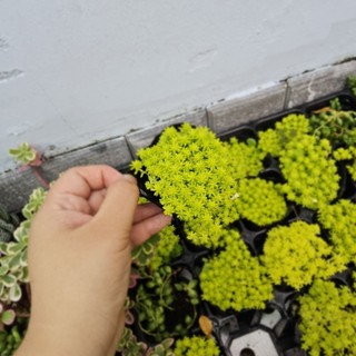 Sen đá Sedum Dạ Quang size 6-7 màu xanh mướt mát như ảnh MẦM NẮNG GARDEN lỗi 1 đền 1