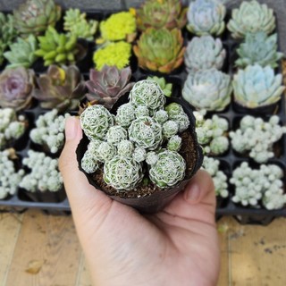 Xương Rồng Trứng Chim (Size Bầu 6-7cm) – Cây Khỏe Đẹp, Dễ Chăm Sóc – MẦM NẮNG GARDEN