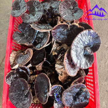Nấm hắc chi, huyền chi (500g, 1kg), nấm linh chi đen sấy khô rừng tự nhiên Tây Bắc thượng hạng