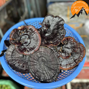 Nấm hắc chi, huyền chi (500g, 1kg), nấm linh chi đen sấy khô rừng tự nhiên Tây Bắc giúp an thần, ngủ ngon