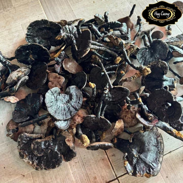 Nấm hắc chi, huyền chi (500g, 1kg), nấm linh chi đen sấy khô rừng tự nhiên Tây Bắc ngâm rượu, hãm trà
