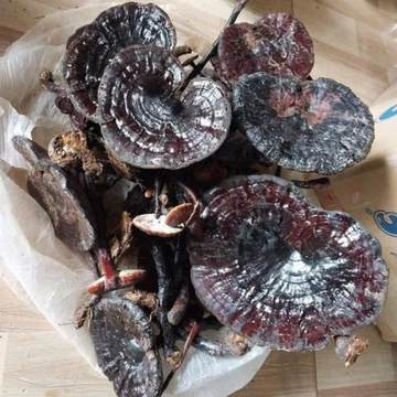 Nấm hắc chi, huyền chi sấy khô (500g, 1kg), nấm linh chi đen rừng tự nhiên Tây Bắc ngâm rượu, sắc nước