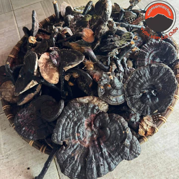 Nấm hắc chi, huyền chi (500g, 1kg), nấm linh chi đen sấy khô rừng tự nhiên Tây Bắc ngâm rượu, sắc nước