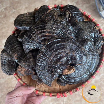 Nấm hắc chi, huyền chi sấy khô (500g, 1kg), nấm linh chi đen rừng tự nhiên Tây Bắc thượng hạng