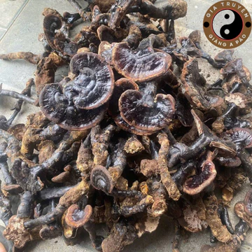 Nấm hắc chi, huyền chi sấy khô (500g, 1kg), nấm linh chi đen rừng tự nhiên Tây Bắc hỗ trợ tiểu đường
