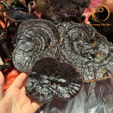 Nấm hắc chi, huyền chi sấy khô (500g, 1kg), nấm linh chi đen rừng tự nhiên Tây Bắc giúp an thần, ngủ ngon