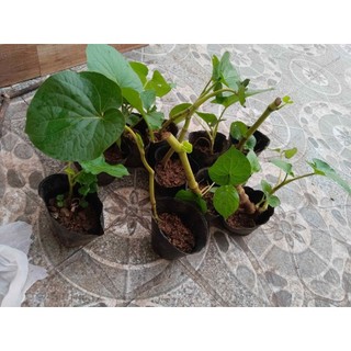 Chậu cây xá xị nhà ươm (cây dổi làm nước xá xị, ăn sống, xào)