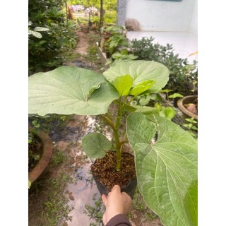 Chậu cây xá xị nhà ươm (cây dổi làm nước xá xị, ăn sống, xào)