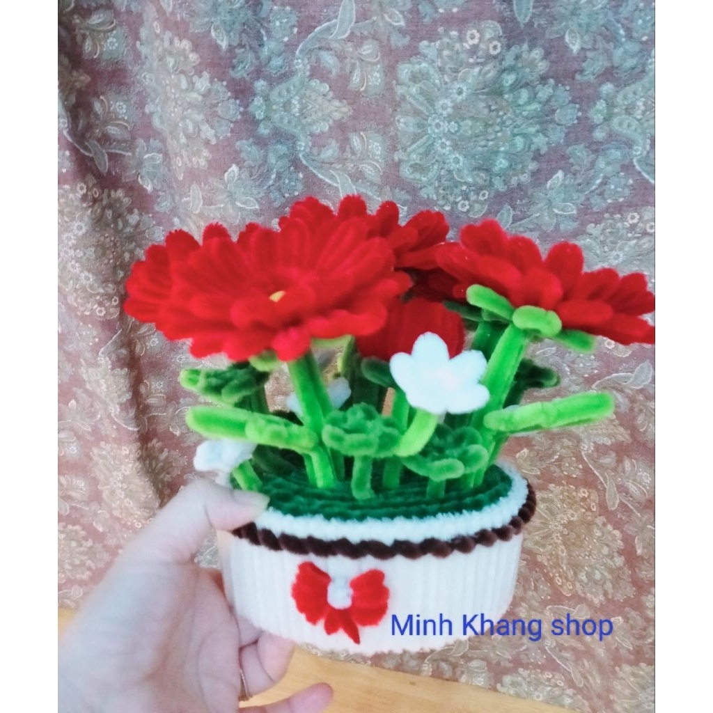Chậu Hoa Đồng Tiền Kẽm Nhung, chậu hoa mini, chậu hoa để bàn, trang trí nhà cửa phòng làm việc, quà tặng ý nghĩa