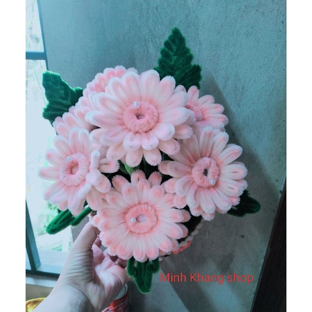 Chậu Hoa Đồng Tiền Kẽm Nhung, chậu hoa mini, chậu hoa để bàn, trang trí nhà cửa phòng làm việc, quà tặng ý nghĩa