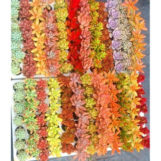 COMBO 5 sen đá SIZE VỈ- MẦM NẮNG GARDEN LỖI 1 ĐỔI 1