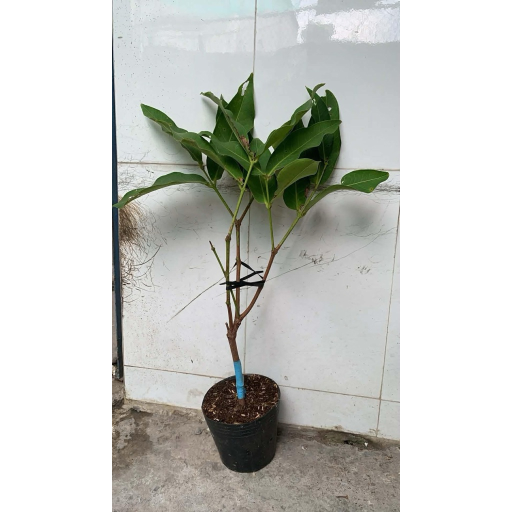 Giống MẬN XANH ĐƯỜNG GÒ CÔNG – GIÒN NGỌT TẠI VƯỜN.