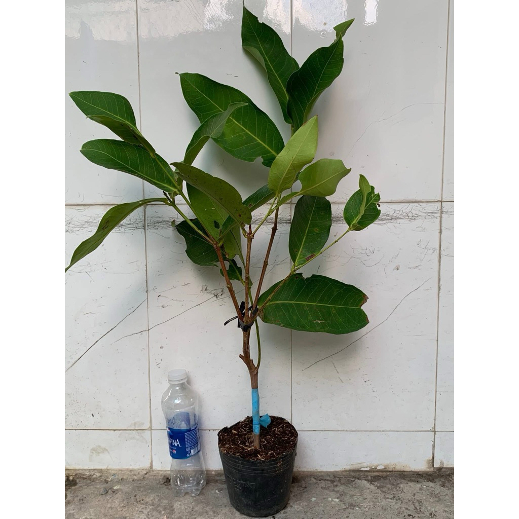 Giống MẬN XANH ĐƯỜNG GÒ CÔNG – GIÒN NGỌT TẠI VƯỜN.