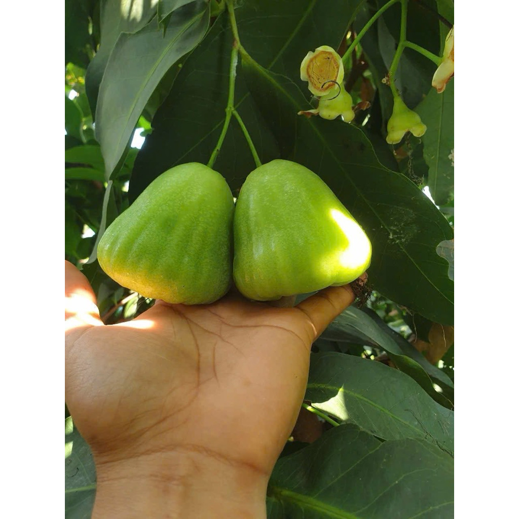 Giống MẬN XANH ĐƯỜNG GÒ CÔNG – GIÒN NGỌT TẠI VƯỜN.