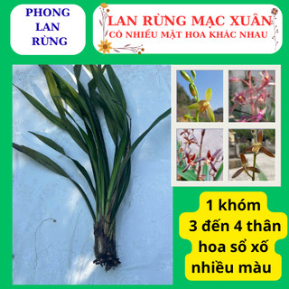 Lan rừng mạc xuân thân dài nhiều thân con, nhiều mặt hoa đẹp